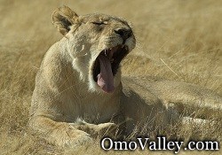 Lioness in the Lower Omo Valley